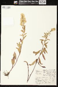 Solidago speciosa image