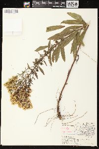 Solidago rigidiuscula image