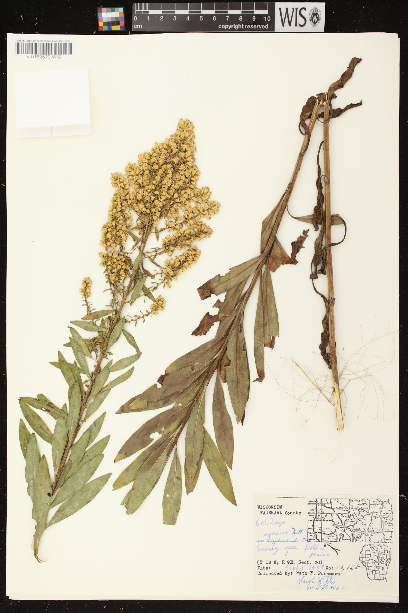 Solidago rigidiuscula image