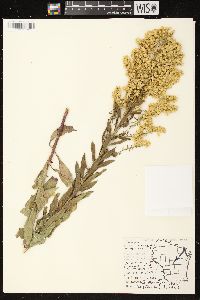 Solidago rigidiuscula image