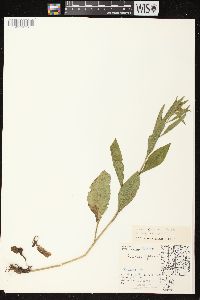 Solidago speciosa image