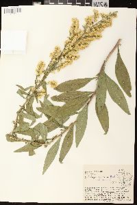 Solidago speciosa image