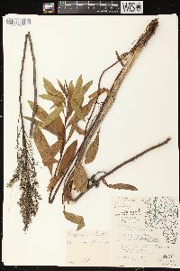 Solidago speciosa image