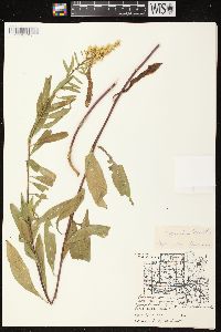 Solidago speciosa image