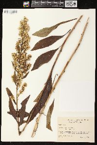 Solidago speciosa image