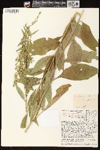 Solidago speciosa image