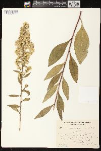 Solidago speciosa image