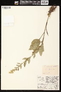 Solidago speciosa image