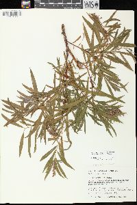 Salix exigua subsp. interior image