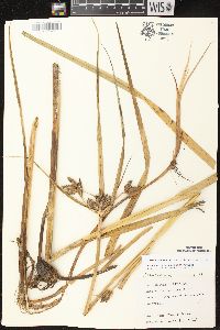 Bolboschoenus fluviatilis image