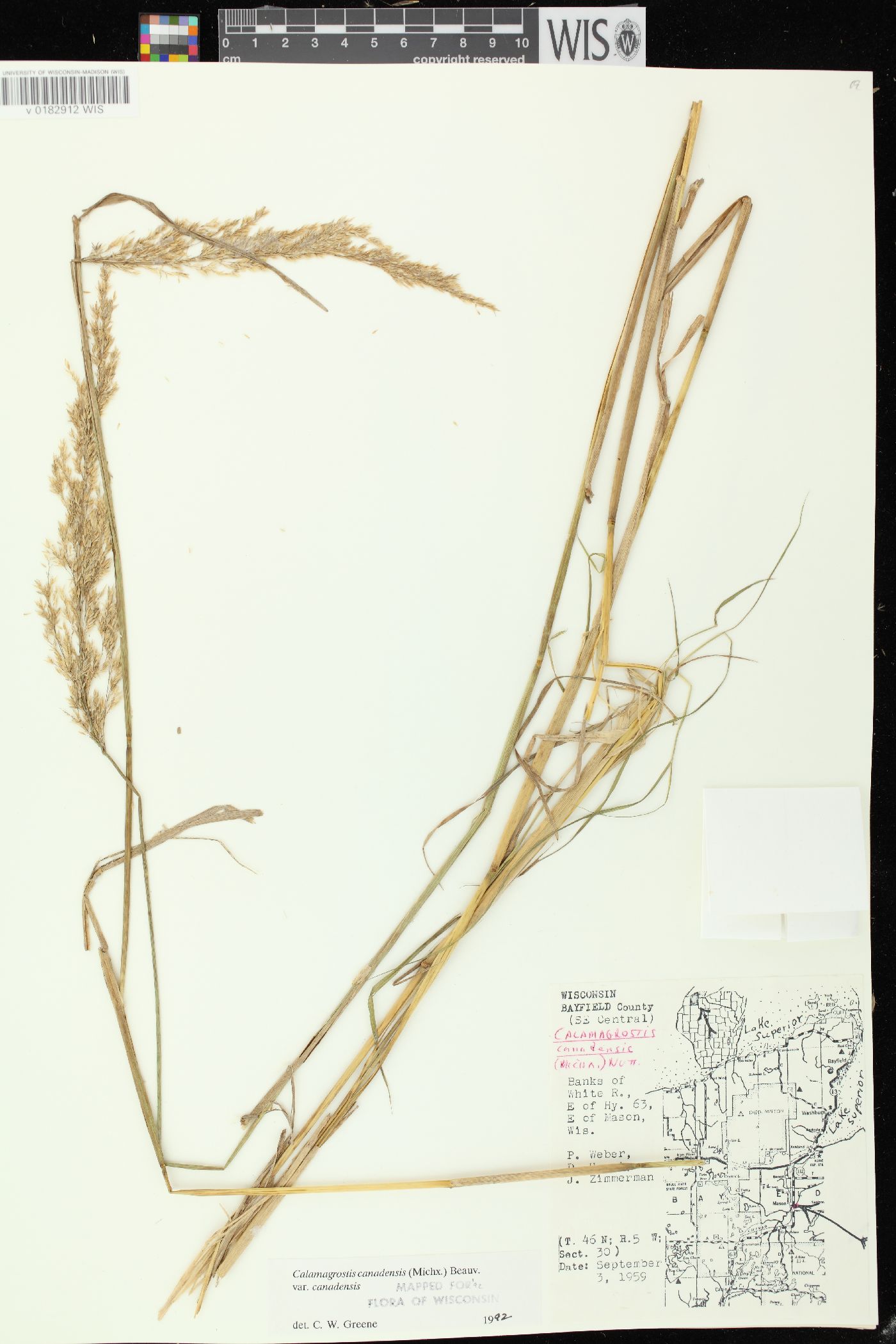 Calamagrostis canadensis var. canadensis image