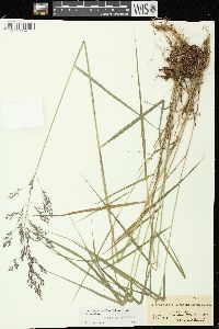 Calamagrostis canadensis var. canadensis image