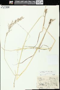 Calamagrostis canadensis var. canadensis image