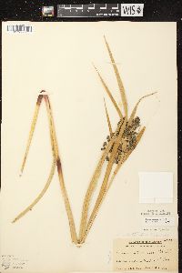 Scirpus microcarpus image