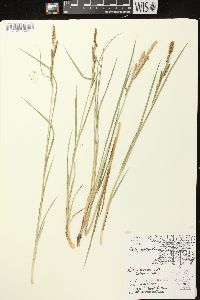 Carex emoryi image