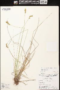 Carex foenea image