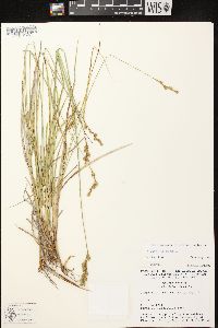 Carex foenea image