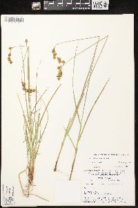 Carex foenea image