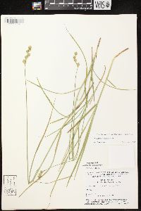 Carex foenea image