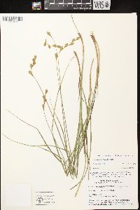 Carex foenea image