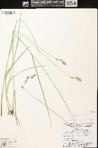 Carex foenea image