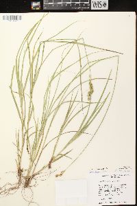 Carex foenea image