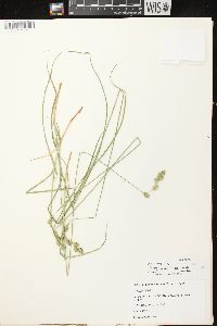 Carex foenea image