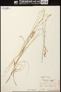 Carex foenea image