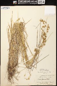 Carex foenea image