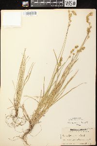 Carex foenea image