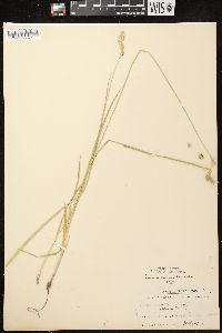 Carex foenea image