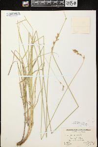 Carex foenea image