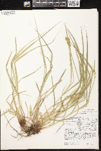 Carex alopecoidea image