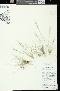 Aristida dichotoma var. dichotoma image