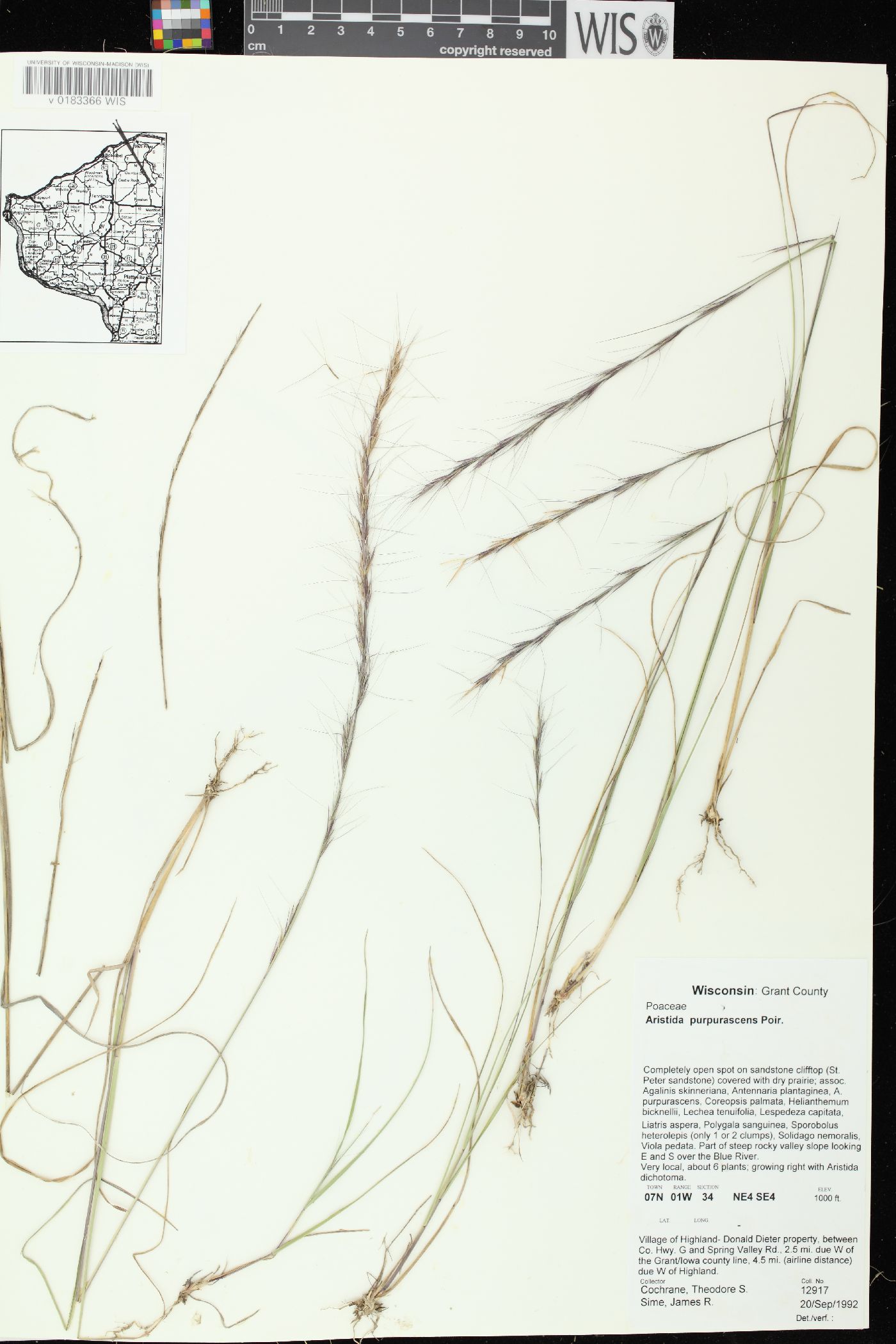 Aristida purpurascens var. purpurascens image