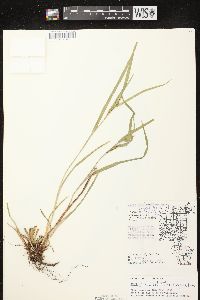 Carex grisea image