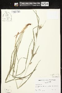 Carex grisea image