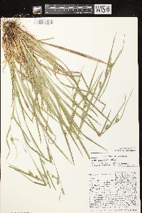 Carex grisea image