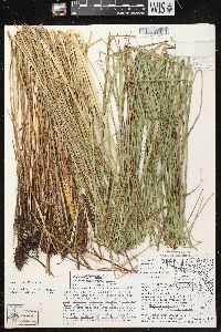 Carex aquatilis var. aquatilis image