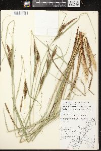 Carex aquatilis var. aquatilis image