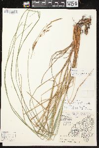 Carex aquatilis var. aquatilis image