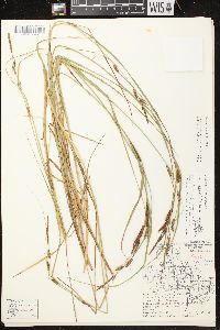 Carex aquatilis var. aquatilis image