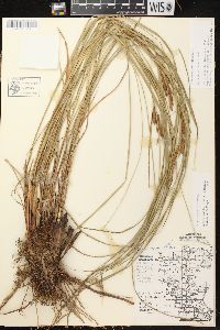 Carex aquatilis var. aquatilis image