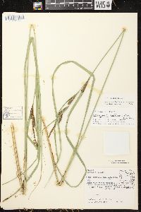 Carex aquatilis var. aquatilis image