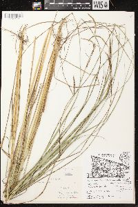 Carex aquatilis var. aquatilis image