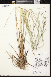 Carex aquatilis var. aquatilis image