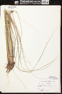 Carex aquatilis var. aquatilis image