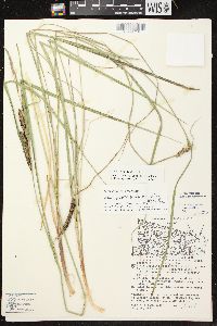 Carex aquatilis var. aquatilis image