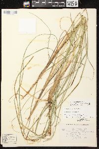 Carex aquatilis var. aquatilis image