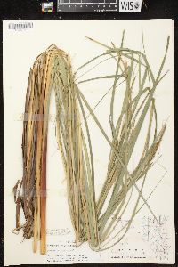 Carex aquatilis var. aquatilis image